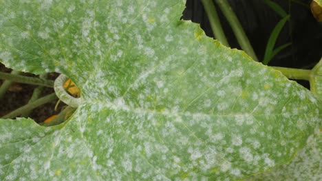 close up of a mold growing on a summer squash leaf in a garden