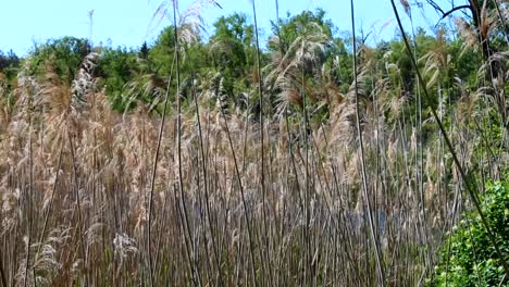 common reed tall grass plant stems moving with wind wetland growing over swamp soil nature