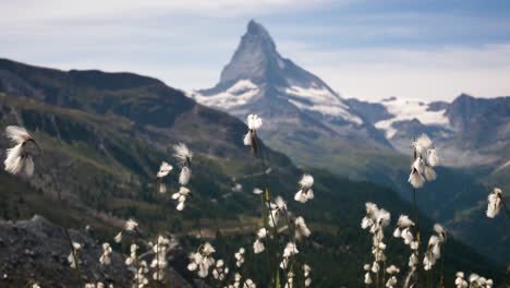 Hermosa-Roca-De-Flores-Con-La-Montaña-Matterhorn-En-El-Fondo-Con-Una-Suave-Brisa