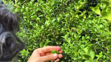 mujer toca la especie de flora en peligro de extinción planta el buxus hyrcana pojark árbol hojas por pequeños dedos maravillosos toma escénica de la relación humana con la naturaleza en el bosque hyrcanian natural iran