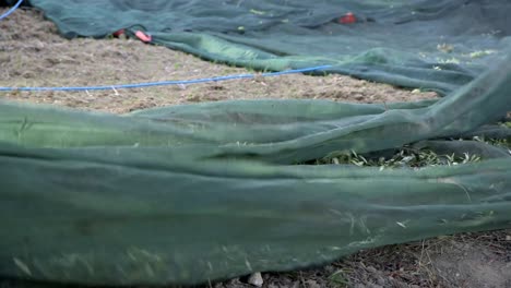 recolección de aceitunas con una red en el campo durante la cosecha
