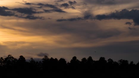 two ospreys fly gracefully over the forest during the last light of the day