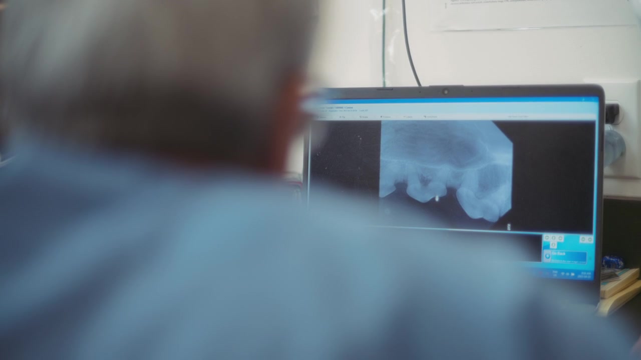 Radiografie dentali sullo schermo del monitor.