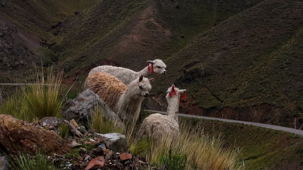 llamas en ayacucho peru camino