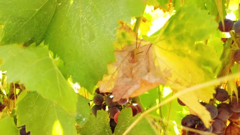 Nahaufnahme-Von-Saftigen-Trauben-An-Reben-In-Verschiedenen-Farben-Vor-Der-Ernte