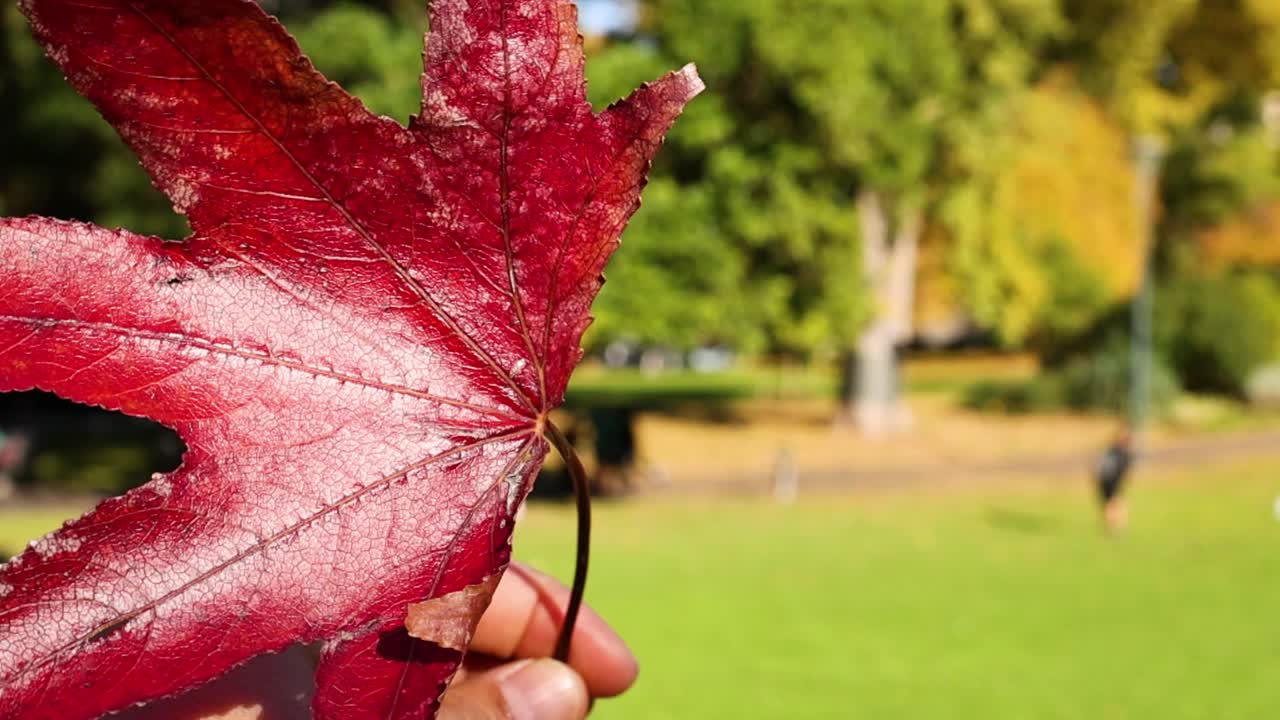 Henkilö pitelee suurta punaista vaahteranlehteä aurinkoista vihreää puiston taustaa vasten