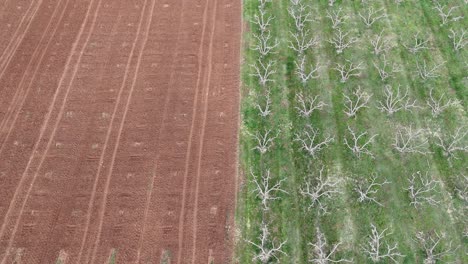 aerial shot of farms | tree orchards and empty farms with contrasting colors