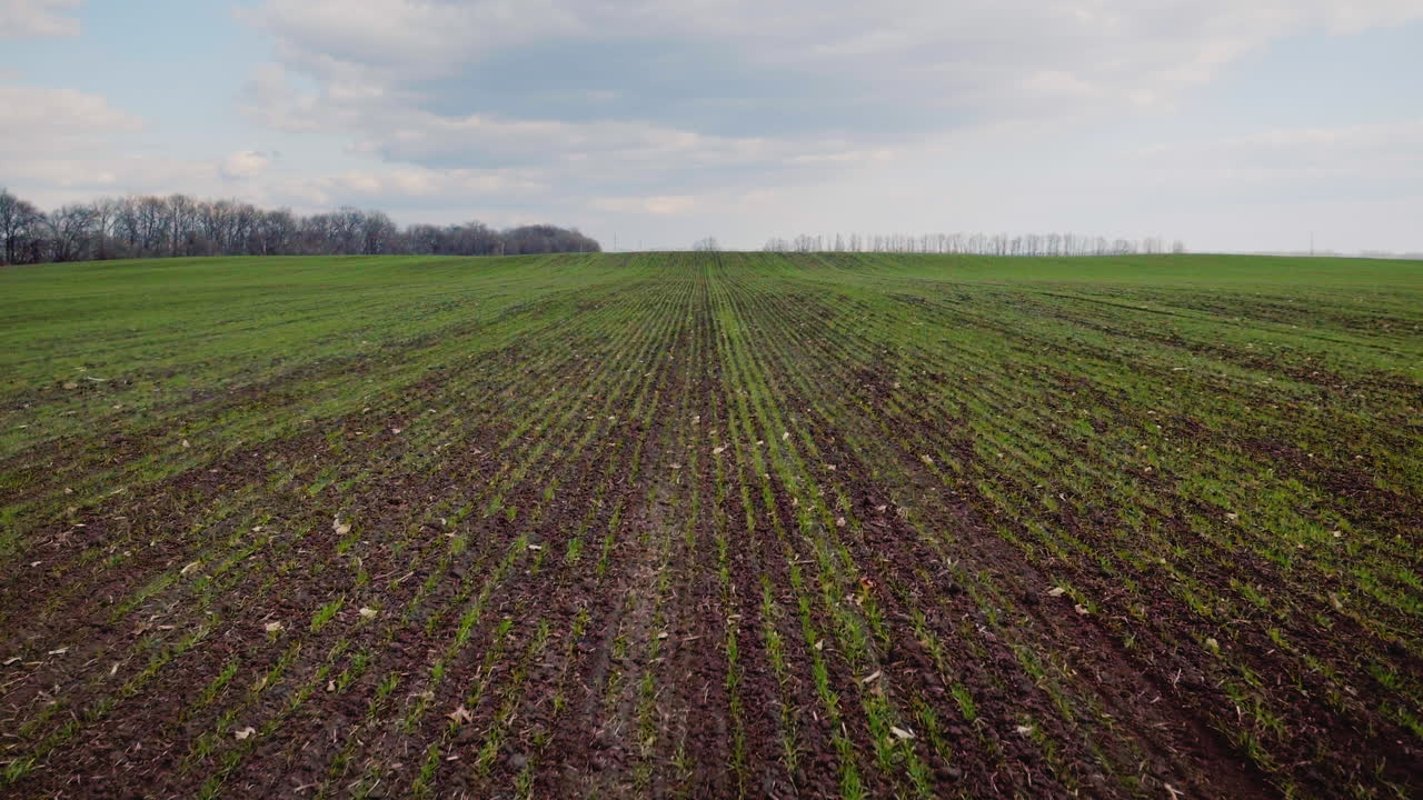 Tiefflug über das gesäte Weizenfeld im frühen Frühling