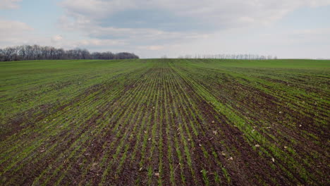 Flight-Low-Over-The-Sown-Field-Of-Wheat-In-Early-Spring