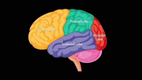 colorful side-view animation sequentially highlights and labels the frontal, parietal, temporal, occipital lobes, cerebellum, and brain stem on a black background