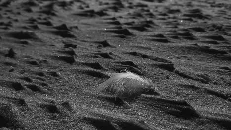 single lonely feather in sand black and white