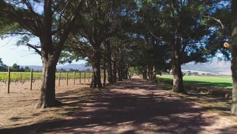 antena - vuelo bajo a lo largo de la carretera en la granja bordeada de árboles a ambos lados