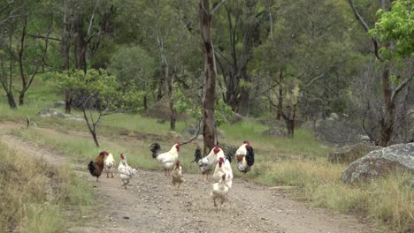 Auf-Natürlichem-Offenem-Bauernhof-Wild-Lebendes-Huhn,-Das-In-Richtung-Kamera-Kommt