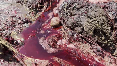 sangre agua roja se mezcla con burbujas que fluyen rápidamente entre el barro y los trozos de hierba