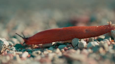 Nahaufnahme-Einer-Schnecke,-Die-Sich-Auf-Kies-Mit-Verschwommenem-Hintergrund-Bewegt