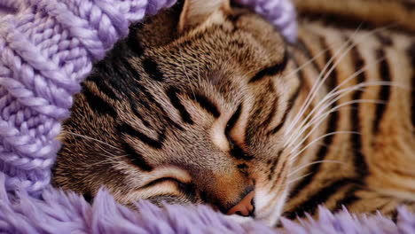 sleepy cat in a purple knitted hat