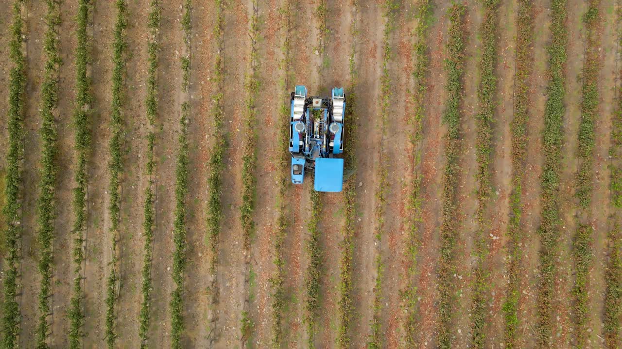 칠레 마이포 계곡의 포도나무 수로를 통과하는 푸른 포도 수확기의 오버헤드 축소