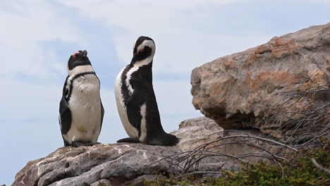 pair of african cape penguin preening and standing on the rocks in betty's bay, south africa