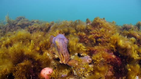 Giant-Australian-Cuttlefish-Sepia-apama-Migration-Whyalla-South-Australia-4k-slow-motion,-mating,-laying-eggs,-fighting,-aggregation,-underwater