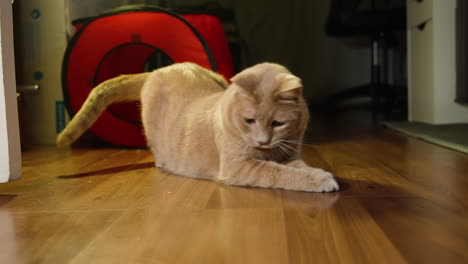 El-Gato-Persigue-Y-Desliza-Las-Patas-Rápidamente-Persiguiendo-Un-Punto-Láser-En-El-Suelo-De-Madera.