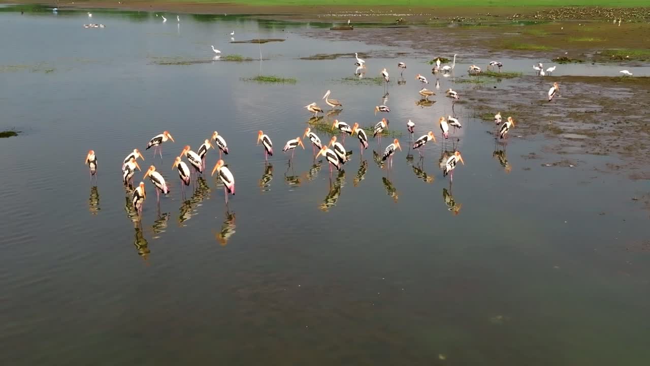 A broad Sri Lanka wetland shows a dense flock of Painted Stork birds clustering on open muddy banks while egrets dot the surrounding shallows