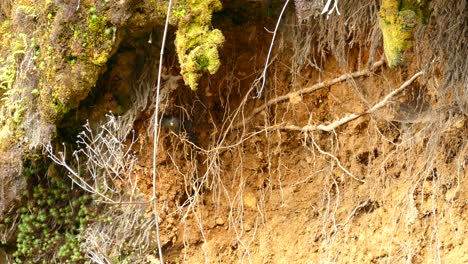 a grey bird jumping around on hanging roots inside a shallow cavern