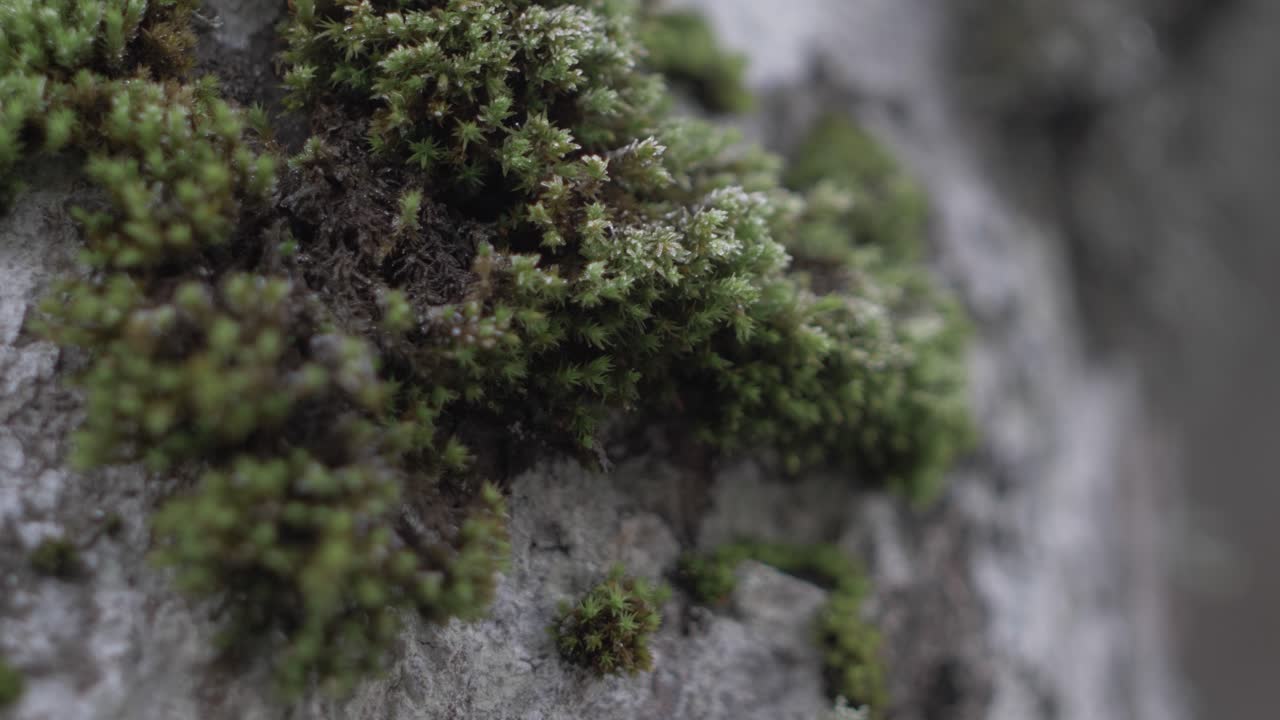 En el Valle de Doftana en Rumanía podemos encontrar musgo arbóreo de diferentes formas y colores