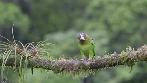 Loro-De-Capucha-Marrón-Posado-En-Una-Rama,-Mirando-A-Su-Alrededor