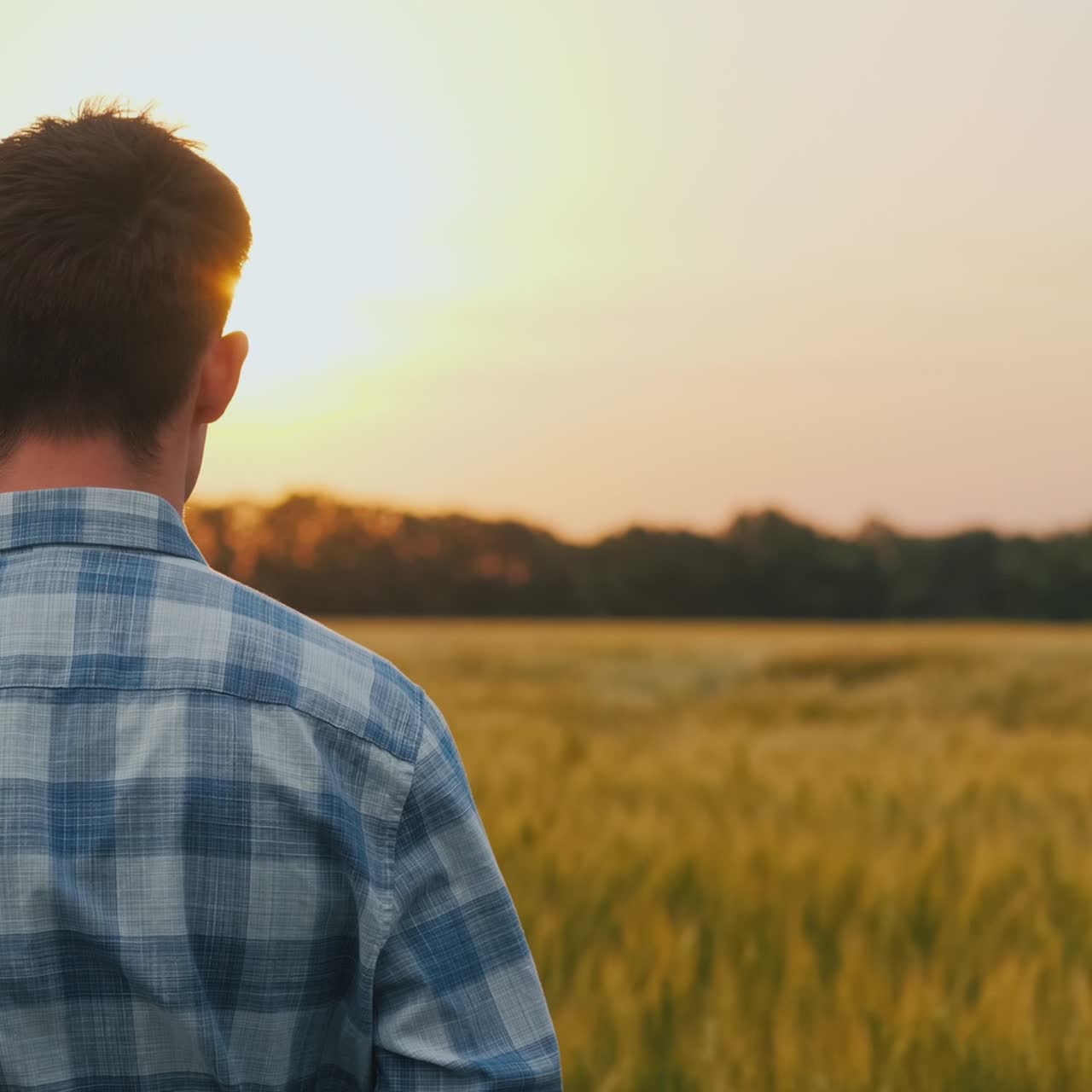 Contadino ammira un campo di grano al tramonto