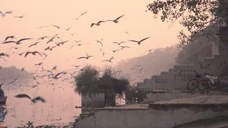 Bandada-De-Gaviotas-Durante-El-Amanecer-En-El-Ghat-Del-Río-Yamuna-Con-Botes,-Aves-Migratorias,-Delhi,-India