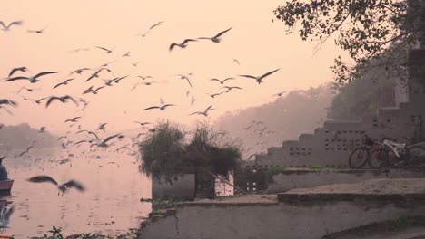bandada de gaviotas durante el amanecer en el ghat del río yamuna con botes, aves migratorias, delhi, india