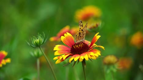 butterfly-on-yellow-red-flower-in-a-flowerfield-bright-green-plant-blurry-bokeh-garden-background,-indian-blanket-flowerbud,-butterflies,-metamorphosis,-bee,-wasp,-fly,-dots-on-wings-monarch-butterfly