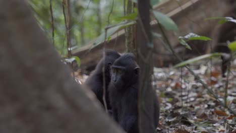 Two-monkeys-sitting-on-the-ground-in-the-jungle,-looking-curiously-around