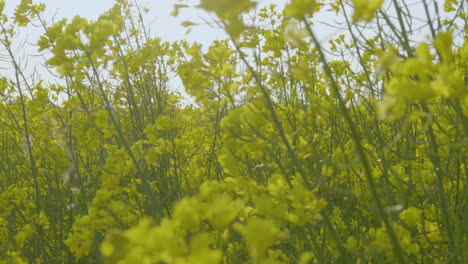 canola plants with bright yellow flowers sway in breeze, rapeseed oil production