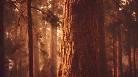 giant sequoias in redwood forest