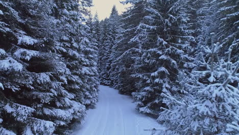 Crossing-the-road-through-the-forest-on-both-sides-of-the-road-there-are-pine-trees,-everything-is-with-care