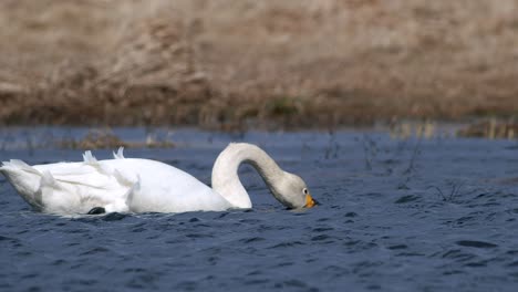 Cisnes-Cantores-Durante-La-Migración-De-Primavera-Descansando-En-Un-Charco-De-Prado-Inundado-De-Hierba-Seca