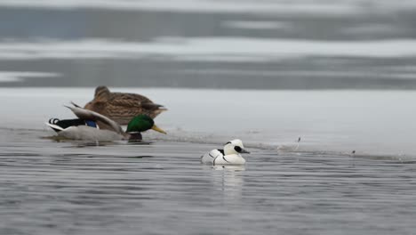 mallard duck drake flaps wings, steps out of water onto ice