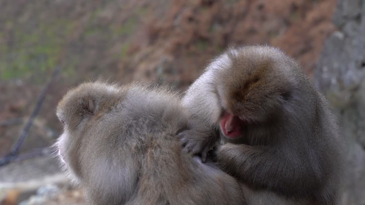 los hermosos y peludos monos macacos de nieve de nagano, japón - de cerca