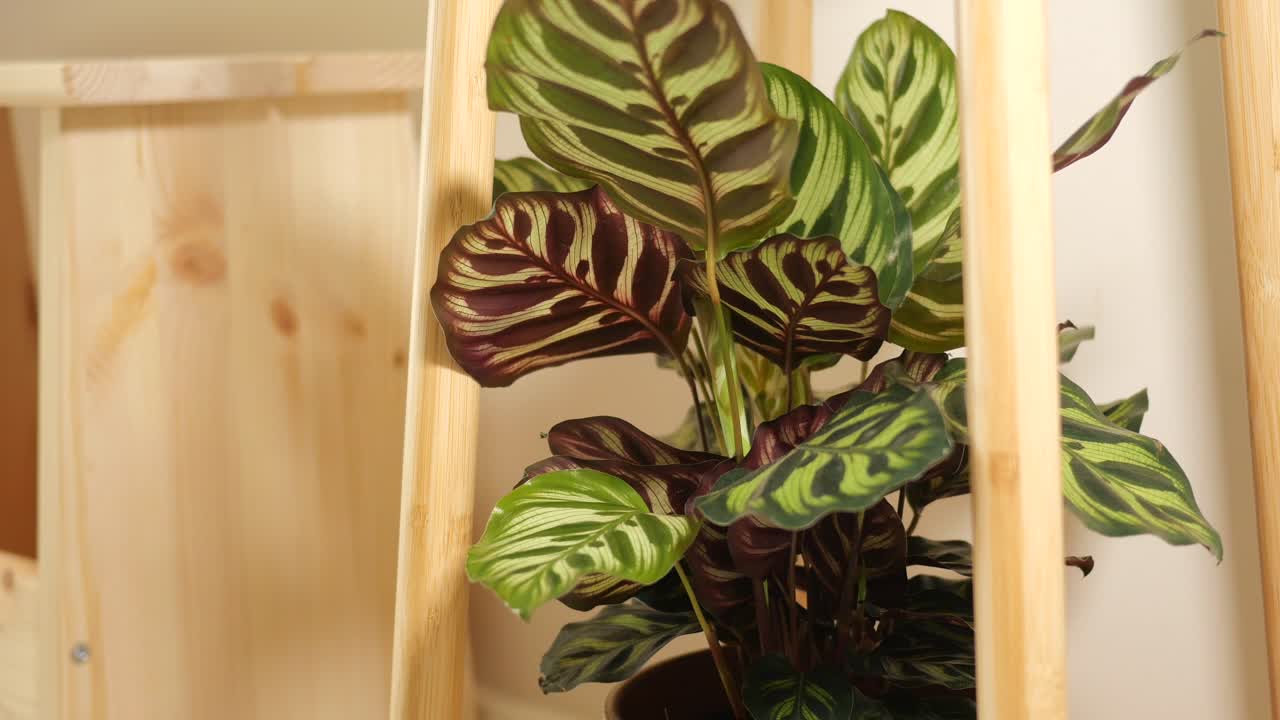 Close-up of a Calathea Plant