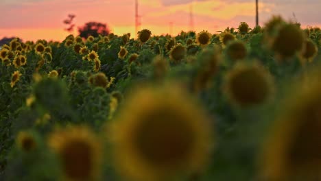 A-field-of-sunflowers-for-the-production-of-cooking-oil-in-the-setting-sun