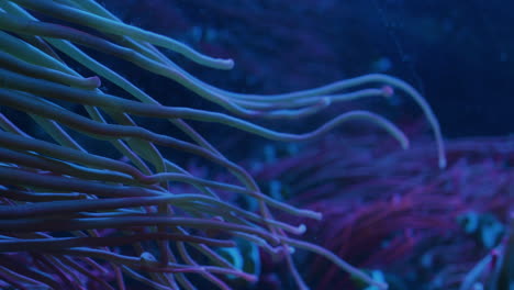 A-large-sea-anemone's-tentacles-flow-in-a-giant-aquarium-tank,-clown-fish-move-in-another-anemone-in-the-background