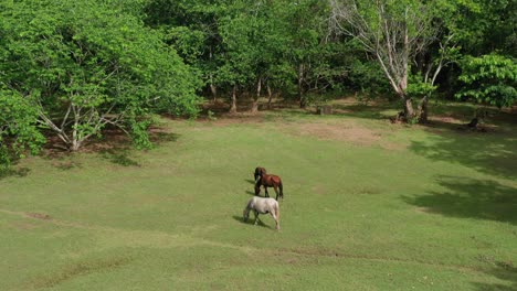 Tres-Caballos-Parados-En-Un-Exuberante-Campo-Verde-Comen-Hierba-En-Un-Día-Soleado,-Antena-De-Drones