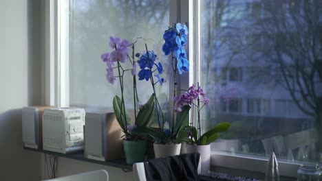 Pink,-Blue-and-Purple-Flowers-Next-to-CD-Player-Radio-on-a-Sunny-Autumn-Day-in-Sweden-Borås,-Handheld-Medium-Shot