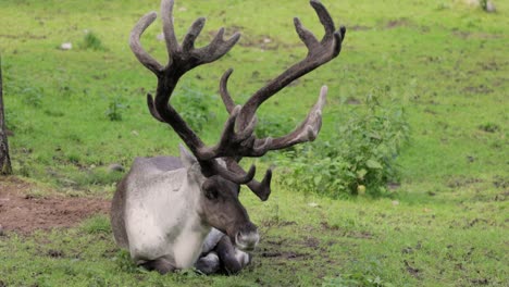 reindeer (rangifer tarandus) on the green grassland.