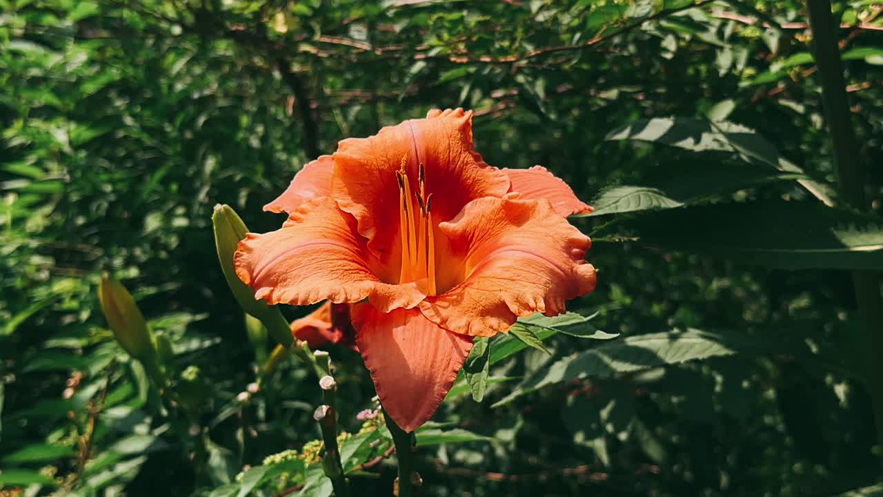 정원에서 오렌지 릴리