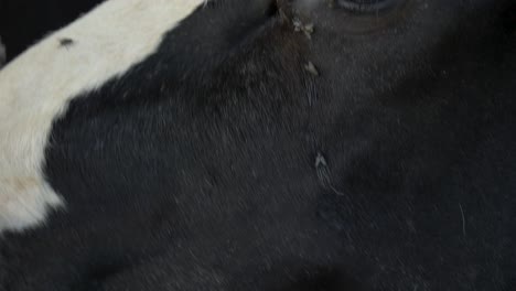 close up of angry cow surrounded by flies