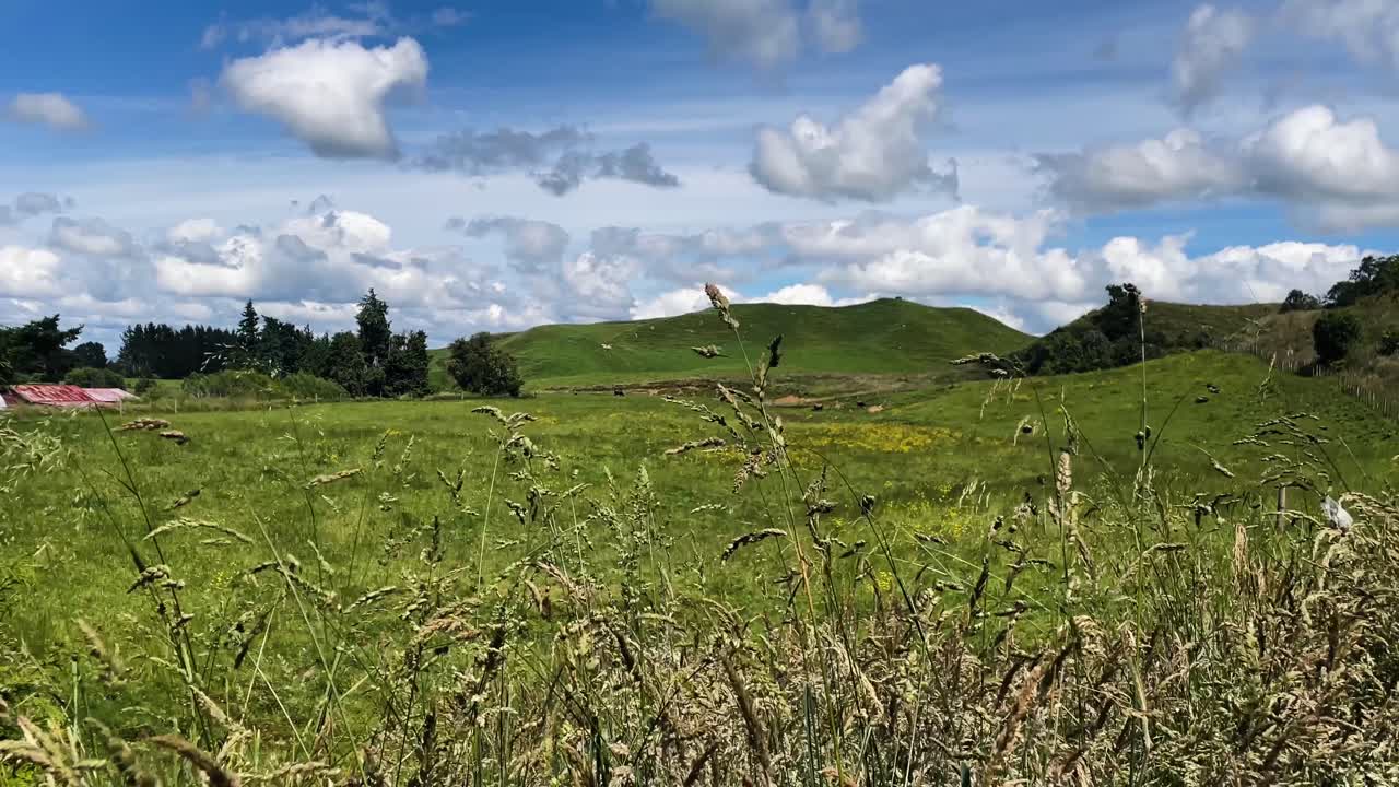 disparo deslizante de campo de hierba y colinas verdes con cielo azul y nubes blancas esponjosas, nueva zelanda