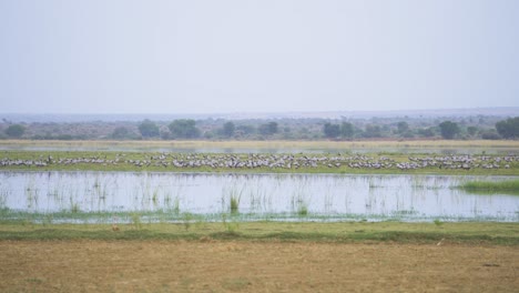 Una-Enorme-Bandada-De-Grullas-Damisela-O-Pájaros-Grus-Virgo-O-Koonj-Posados-En-El-Suelo-Al-Otro-Lado-De-Un-Río-En-Gwalior-Madhya-Pradesh-India-Durante-La-Noche