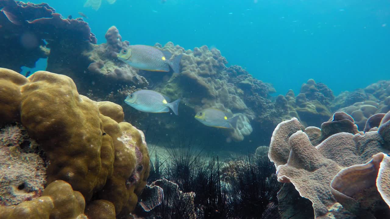 un fondo de arrecife colorido con múltiples peces y erizos de mar negros